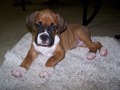 29 Boxer Puppies For Sell Pic Bleumoonproductions
