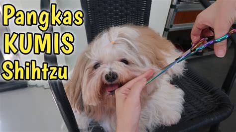 Cara Pangkas Bulu Kumis Anjing Shihtzu Rapikan Bulu Youtube