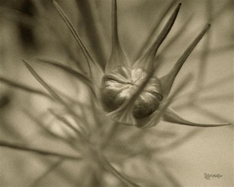 Budding Beauty Photograph By Rc Dewinter