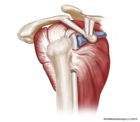 Shoulder Anatomy Posterior View