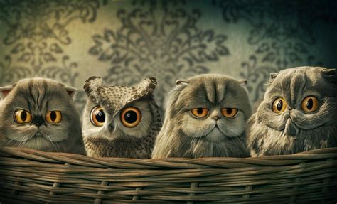 Funny Owl Wallpapers Top Free Funny Owl Backgrounds Wallpaperaccess