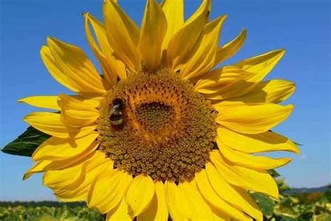 Bunga matahari cocok dengan tanah yang sedikit asam hingga sedikit basa dengan ph antara 6,0 hingga 7,5. Paling Populer 17+ Bunga Matahari Selalu Menghadap Ke Arah ...