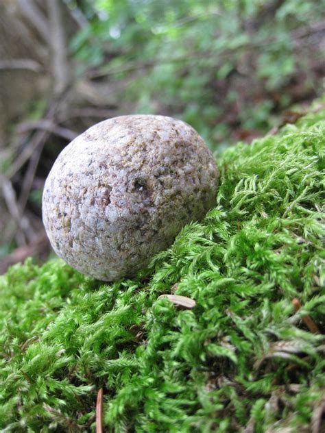 Free photo: Stone moss - Grass, Green, Moss - Free Download - Jooinn