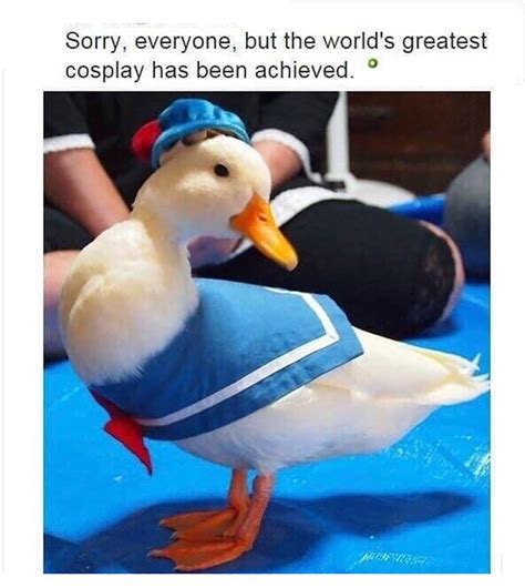 Disneys Donald Duck In Real Life Duck Memes Cosplay Funny Pictures