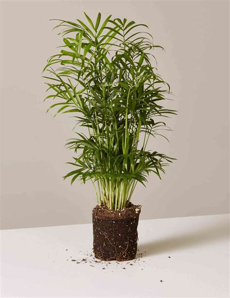 The best plants for erosion control are pretty but practical—vigorous enough to tackle tough roots but not so aggressive that they will take over. 12 Best Feng Shui Plants That Can Bring Good Luck & Wealth ...