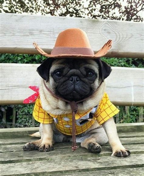Cowboy Pug Hug A Pug Pinterest Dog Pug Life And Animal