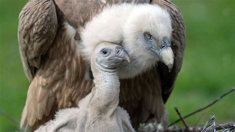 Baby Vulture