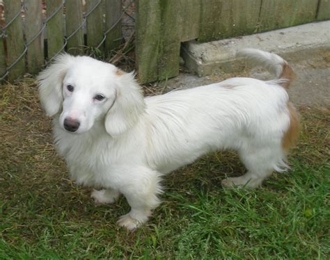 White Dachshund | Dachshund breed, Dachshund dog, Dachshund love