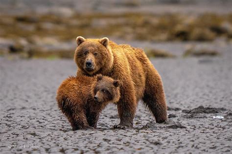 Photographing Brown Bears In Lake Clark National Park