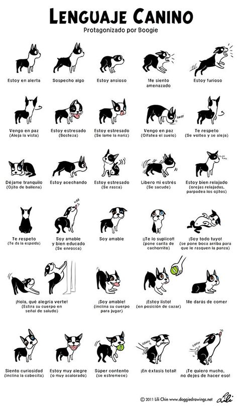 El Lenguaje Canino Divertida A La Vez Que Instructiva Ilustración