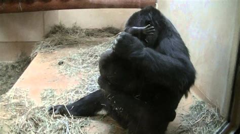 Mother Gorilla Pretending To Give Birth Youtube