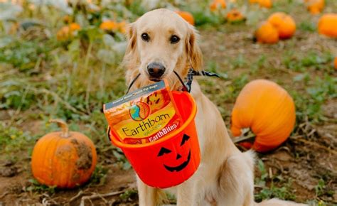 Treat Your Pet This Halloween Earthborn Holistic Pet Food