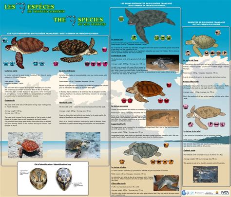 Sea Turtles Identification Chart Marine Biology Pinterest Charts My