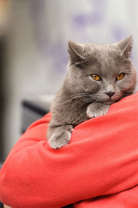 7 Elegant Facts About Chartreux Cats Mental Floss