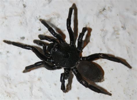 Trapdoor Spider Whats That Bug