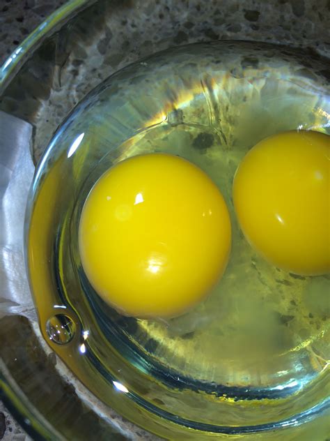 Fertile Eggs Not Developing Questions Backyard Chickens Learn How