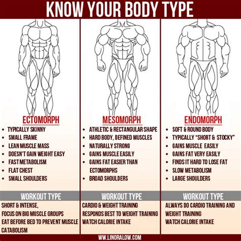 The 3 Body Types Visually
