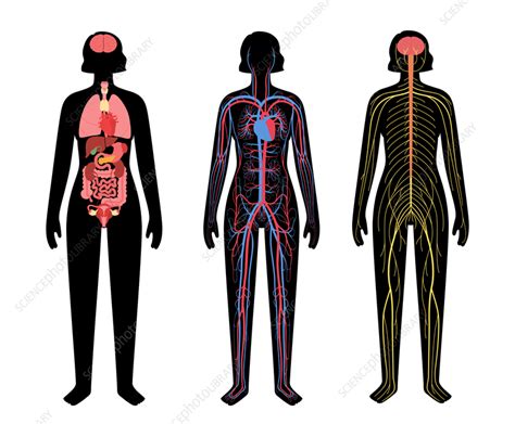 Human Body Systems Illustration Stock Image F036 6432 Science