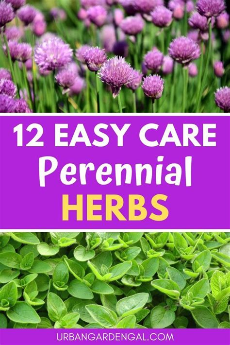 12 Perennial Herbs For Your Herb Garden Urban Garden Gal Perennial