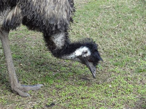 Emu Bird Australia Free Photo On Pixabay Pixabay