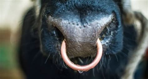 Why Do Bulls Have Rings In Their Noses