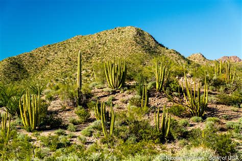 Organ Pipe Cactus National Monument Spirit Of Usa