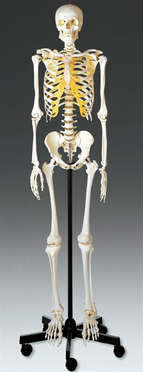 Adult Male Skeleton Model Anatomical Chart Company QS101