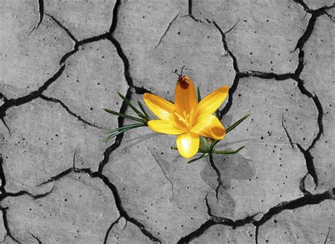 Podcast 013 How To Grow In Resilience Dr Sunil Raheja