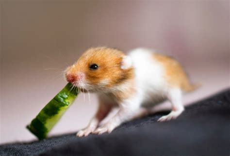 27 Cutest Hamster Pictures Ever Seen On The Internet Best Photography