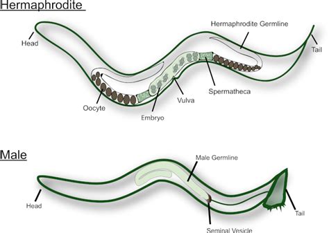 Measuring Sperm Guidance And Motility Within The Caenorhabditis Elegans
