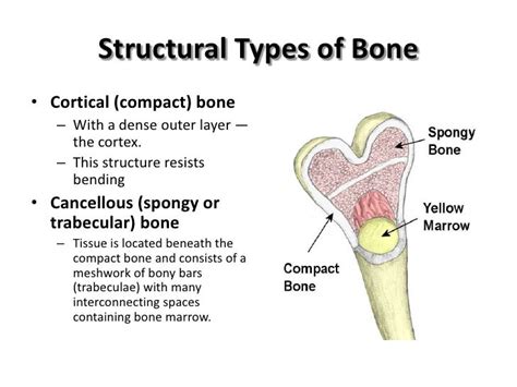 Spongy And Compact Bone Diagram Diagram Human Bone Anatomy Useful