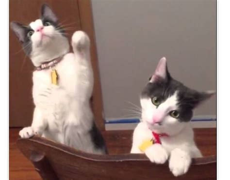 Cats See Ceiling Fan Move For The First Time Life With Cats