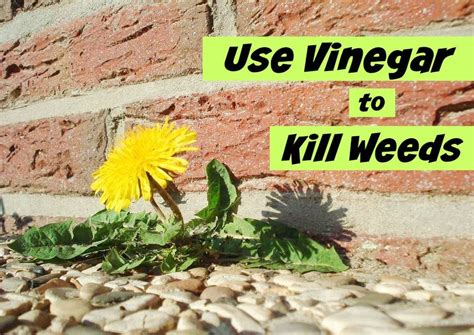 Instead of using chemicals to kill weeds, the tarps smother them naturally. How To Use Vinegar to Kill Weeds - Get Green Be Well