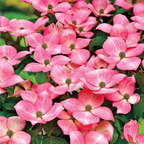 Oct 19, 2015 · the flowering dogwood (cornus florida) is the species most people think of when the word dogwood is mentioned.although it is considered one of the favorite trees in the south, there are two other species, kousa dogwood (cornus kousa) and cornelian cherry dogwood (cornus mas), which will grow in all areas of south carolina except along the coast from charleston to savannah, ga. Pink Flowering Dogwood | Pink dogwood, Dogwood tree flower ...