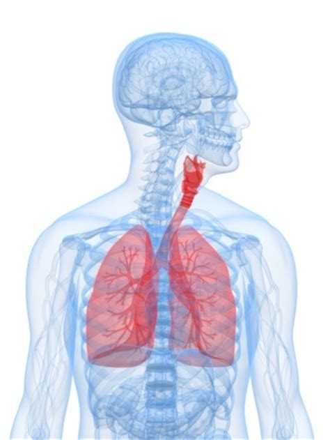 Heart lungs stomach pancreas human organs set vector image. Internal Organs of the Human Body - Bodytomy