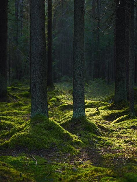 The average annual temperature is 50 degrees fahrenheit. Coniferous Forest | World Biomes | The Wild Classroom