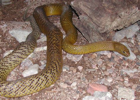 Fierce Snake Or Inland Taipan Gallery Reptile Gardens