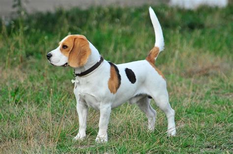 Beagle Rasseportrait Hunderassen Fci Gruppe 6 Petfinder Tiervermittlung