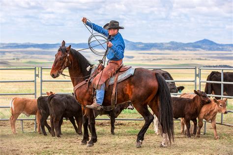 Agriculture Photography By Todd Klassy Cowboys Photos