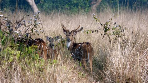 Spotted Deer Spotted At Chitwan National Park Nepal Travel To