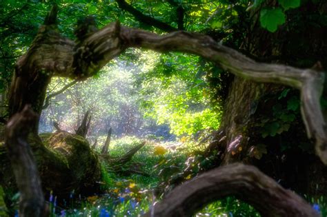 Into The Fairy Woods Forest Fairy Happy Photography Real Life Fairies