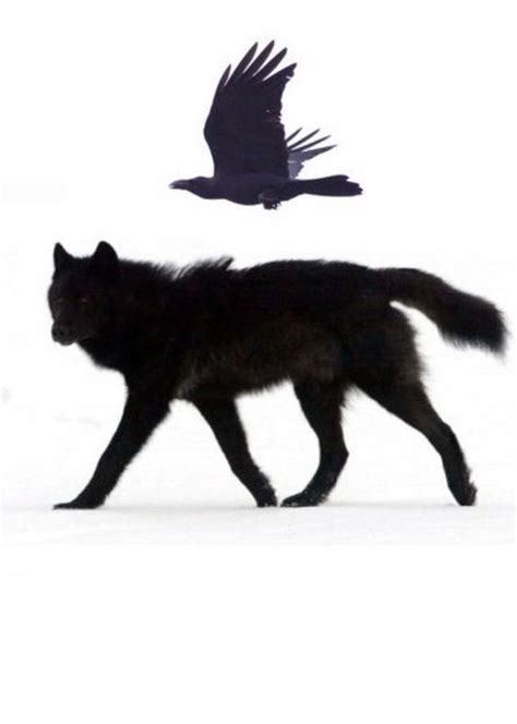 Pin by Darknessis on Soulfully Me | Raven and wolf, Wolf art, Wolf and crow