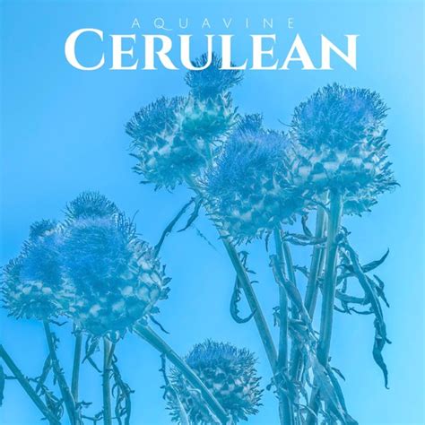 Losslessclub Cerulean