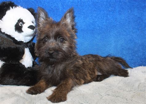 Cairn Terrier Puppies For Sale Long Island Puppies