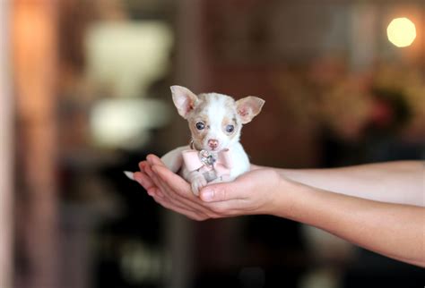♥♥♥ Teacup Chihuahua! ♥♥♥ Bring This Perfect Baby Home Today! Call