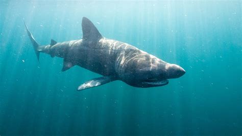 Bbc One Big Blue Uk Basking Shark