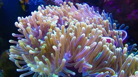 Sea Anemone Stock Footage Video 4777226 Shutterstock