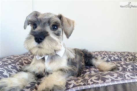 Toy schnauzers are small but not frail which makes them an all time favorite family pet. Schnauzer, Miniature puppy for sale near San Diego ...