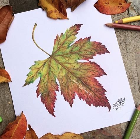 Autumn Leaf Coloured Pencil Drawing By Jess Elford