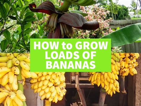 How To Grow Bananas Tropical Food Garden